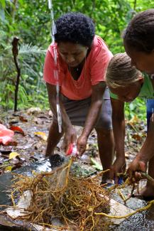 A woman harvests kava