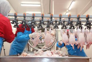 Agro Kush is the largest and only industrial-scale poultry farm in the Kyrgyz Republic. 