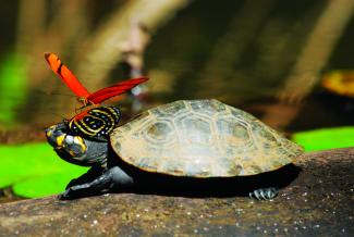 Taricaya turtle, endangered specie