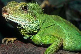 Asian water dragon