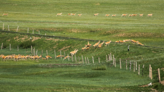 Herd of deer moving through a field