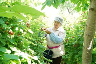 USAID Баткен мөмө-жемиштерин өндүрүүчүлөр үчүн ыңгайлуу баада экспорттоого көмөктөшөт