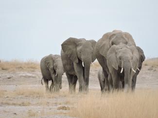 Elephants in the savannah