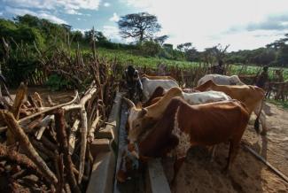 USAID water and sanitation programs also help communities provide their livestock with drinking water. Photo credit: AECOM.