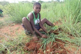 FOSA's primary focus is on reforestation, which they do by collecting seeds and establishing forest nurseries. 