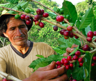 ALIANZA PARA LA EXCELENCIA EN CAFÉ