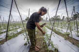 A woman in a black shirt holding up her phone to some crops outside (Photo Credit: Heifer International) 