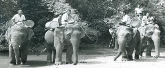 Elephants carry malaria control supplies to remote parts of Thailand as part of the large-scale malaria control project led by USAID in the 1960s.