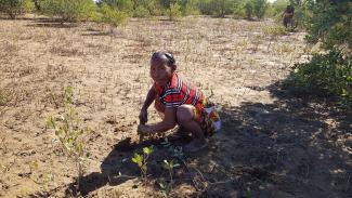 Local communities are taking the initiative to reforest the mangroves