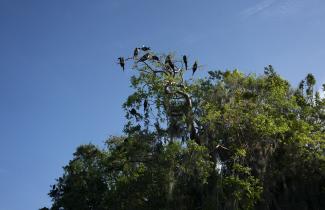 Birds in trees