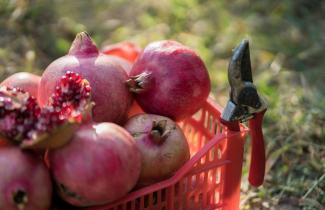 A basket full of pomegranates