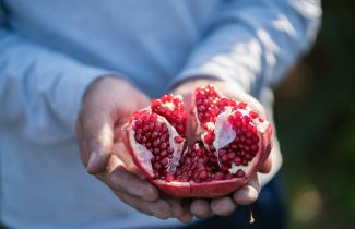 Hands holding an open pomegranate full of seeds