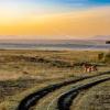 An antelope crosses the Kenyan savanna at dusk.