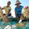 Harvesting the bounty of the sea