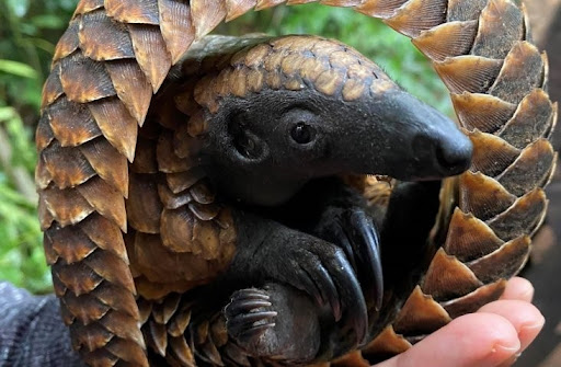 Pangolins (pictured is a black-bellied pangolin, native to Central and West Africa) are one of the most trafficked mammals in the world, valued for its meat and scales. Illegal trade in wildlife threatens local and global security as well as the essential services nature provides. USAID helps partner countries fight wildlife trafficking for a safer and healthier world. 