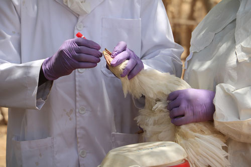 Two researchers testing AMR medicines.