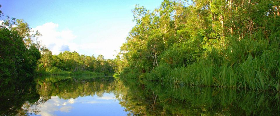 Tropical forest in Indonesia