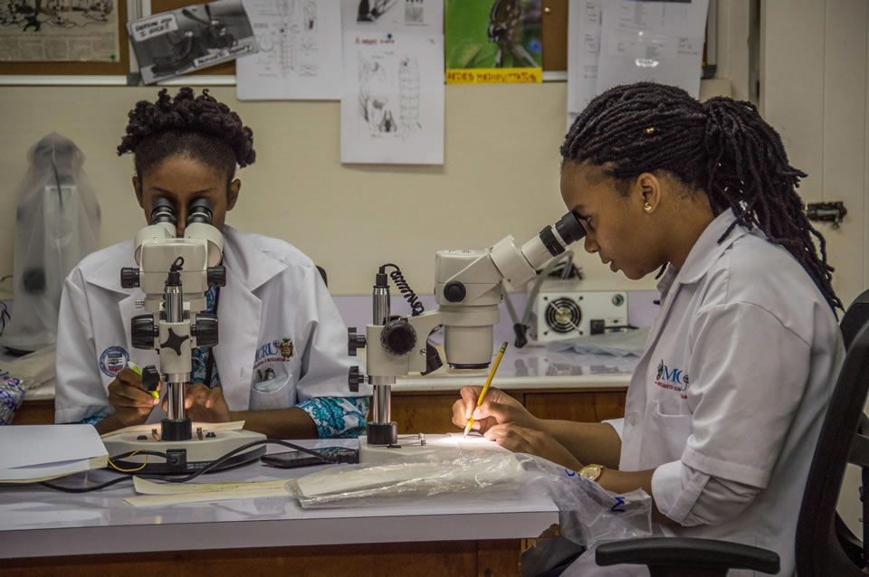 Lab supervisors Towanna Campbell and Jervis Crawford of Zap Jamaica count mosquito eggs at the University of the West Indies in Mona, Jamaica.
 Photo credit: Stephen Kierniesky for USAID